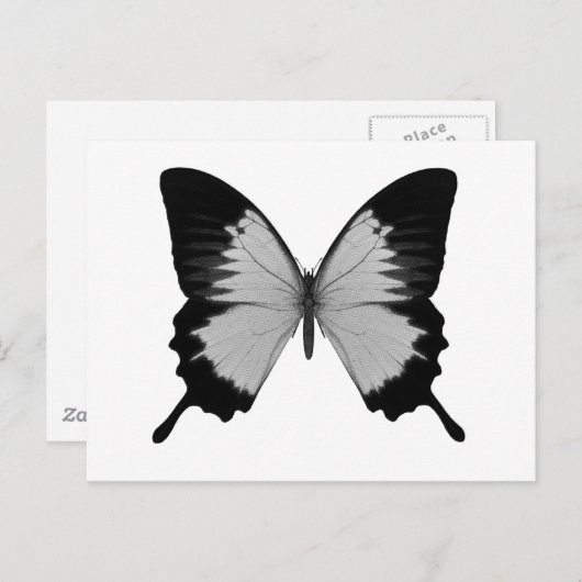 Big Grau & Black Butterfly Postkarte (Vorne/Hinten)