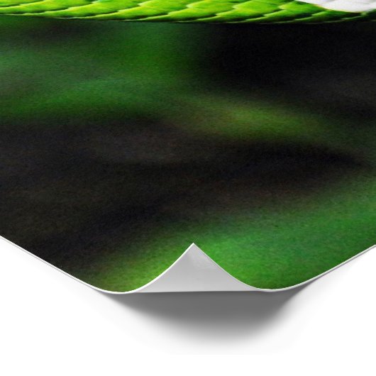 Big Green Boa Schlangen Poster (Ecke)