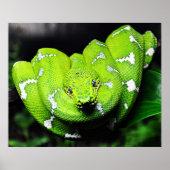 Big Green Boa Schlangen Poster (Vorne)
