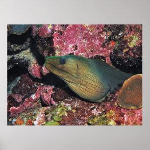 Big Green Moray Poster