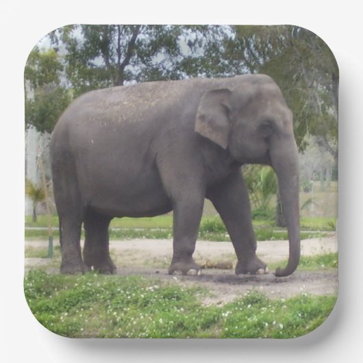 Big Grey Asian Elephant Paper Teller (Vorderseite)