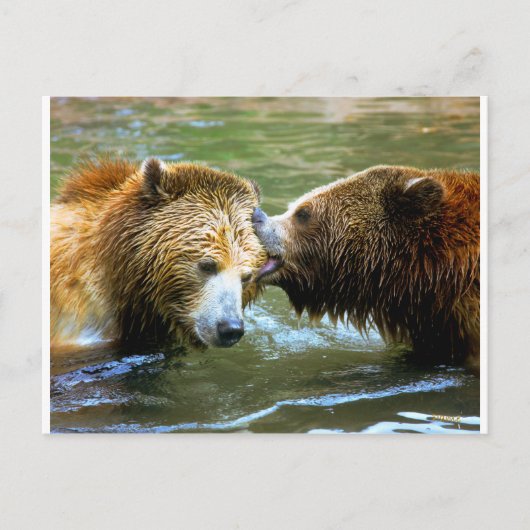 Big Grizzly Bar Kiss Postkarte (Vorderseite)