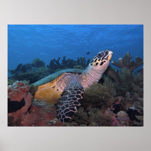 Big Hawksbill of Amed Poster (Vorne)