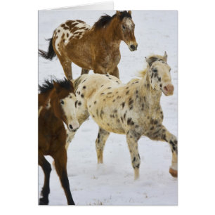 Big Horn Mountains, Horses running in the snow