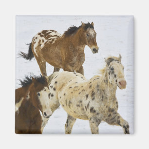 Big Horn Mountains, Horses running in the snow Magnet