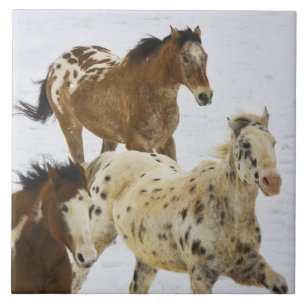 Big Horn Mountains, Pferde laufen im Schnee Fliese