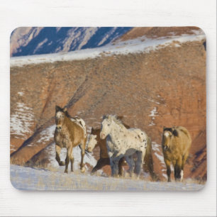 Big Horn Mountains, Pferde laufen Mousepad