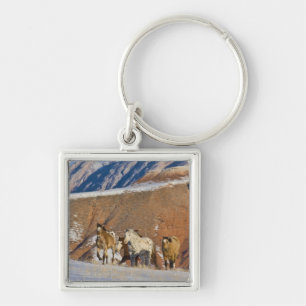 Big Horn Mountains, Pferde laufen Schlüsselanhänger