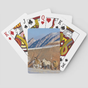 Big Horn Mountains, Pferde laufen Spielkarten