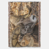 Big Horn Ram Decke (Vorderseite Vertikal)
