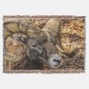 Big Horn Ram Decke