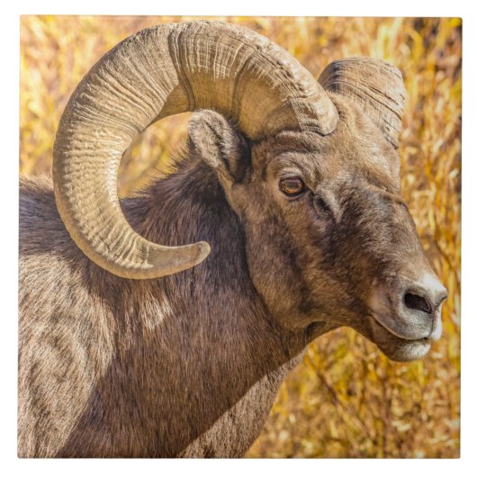 Big Horn Ram Fliese (Vorderseite)