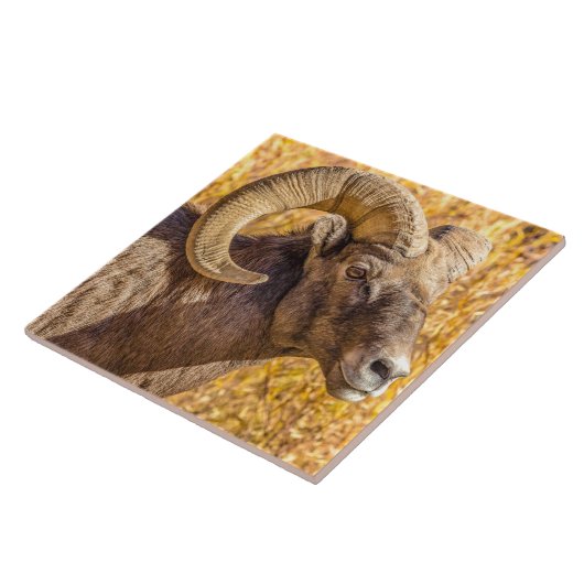 Big Horn Ram Fliese (Seite)