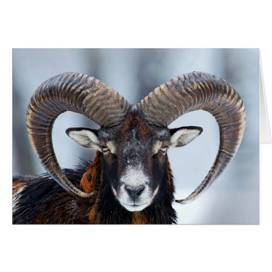 Big Horn-RAM-Schafe - Mouflon (Vorderseite (Horizontal))