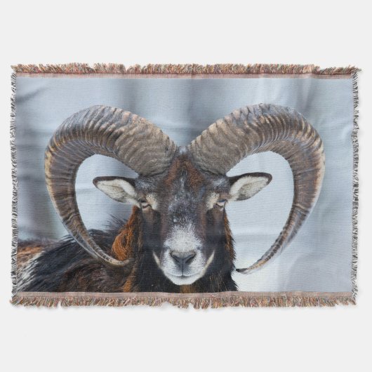 Big Horn Ram Sheep - Mouflon Decke (Vorderseite)