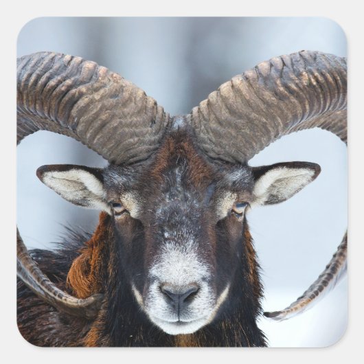 Big Horn Ram Sheep - Mouflon Quadratischer Aufkleber (Vorderseite)