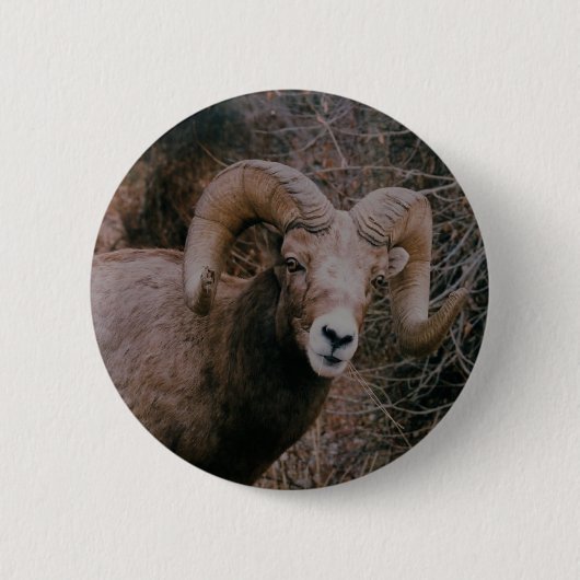 Big Horn-Schafe Button (Vorderseite)