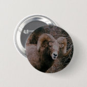 Big Horn-Schafe Button (Vorne & Hinten)