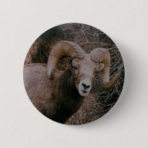 Big Horn-Schafe Button
