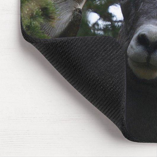 Big Horn Sheep1 Mousepad (Ecke)