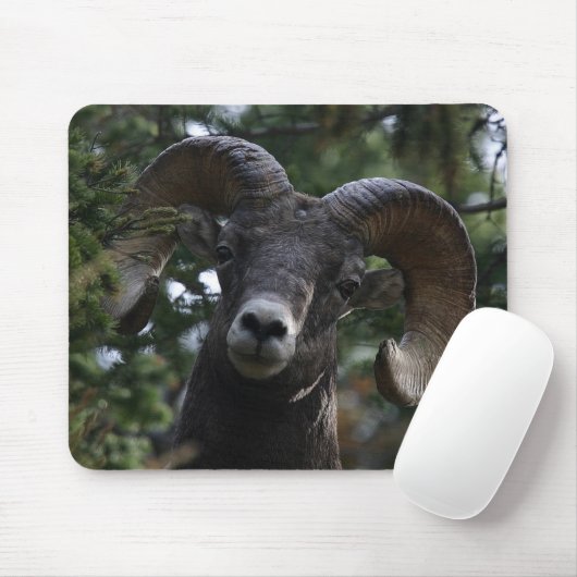 Big Horn Sheep1 Mousepad (Mit Mouse)