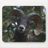 Big Horn Sheep1 Mousepad (Vorne)