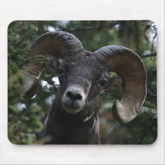 Big Horn Sheep1 Mousepad