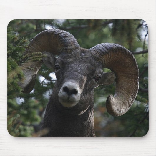 Big Horn Sheep1 Mousepad (Vorne)