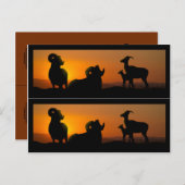 Big Horn Sheep Book Markers Postkarte (Vorne/Hinten)