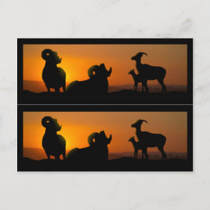 Big Horn Sheep Book Markers Postkarte