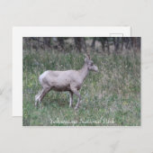 Big Horn Sheep, Female, Yellowstone Postkarte (Vorne/Hinten)