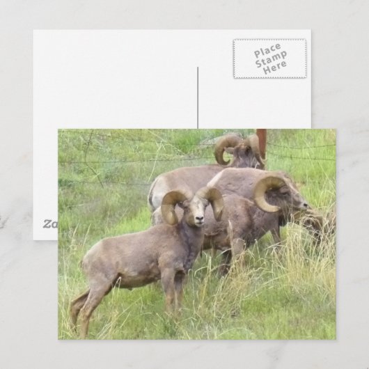 Big Horn Sheep Fütternd Postkarte (Vorne/Hinten)