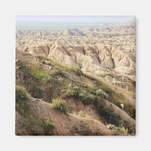 Big Horn Sheep im Badlands National Park, SD Magnet
