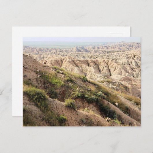 Big Horn Sheep im Badlands National Park, SD Postkarte (Vorne/Hinten)