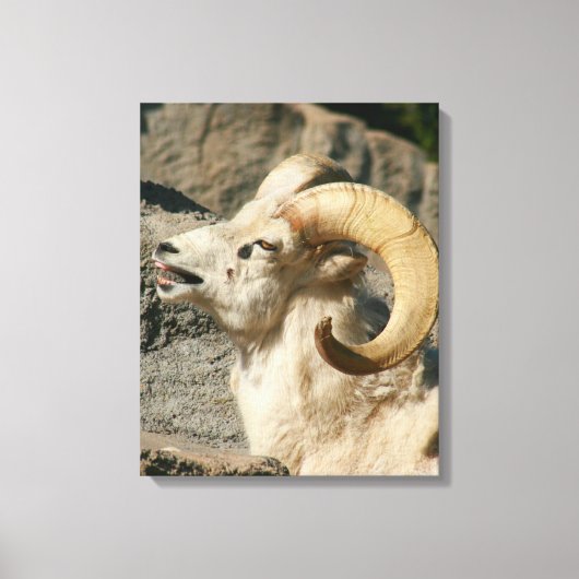 Big Horn Sheep Laghing Leinwanddruck (Vorderseite)
