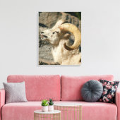 Big Horn Sheep Laghing Leinwanddruck (Insitu (Wohnzimmer))