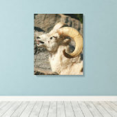 Big Horn Sheep Laghing Leinwanddruck (Insitu (Holzboden))