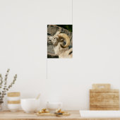 Big Horn Sheep Laghing Poster (Küche)