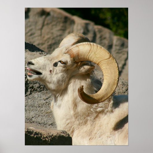 Big Horn Sheep Laghing Poster (Vorne)