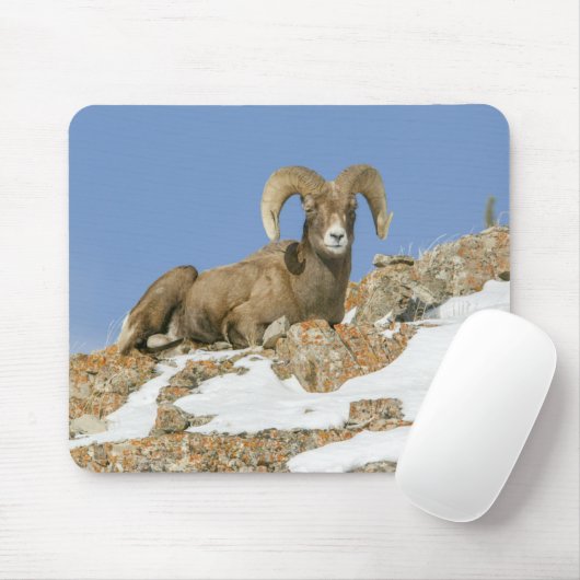 Big Horn Sheep Mousepad (Mit Mouse)