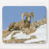 Big Horn Sheep Mousepad (Vorne)
