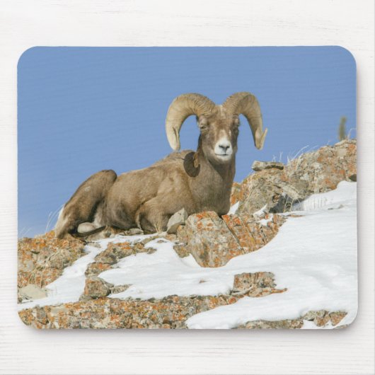 Big Horn Sheep Mousepad (Vorne)