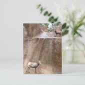 Big Horn Sheep Postkarte (Stehend Vorderseite)