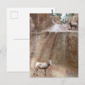 Big Horn Sheep Postkarte (Vorne/Hinten)