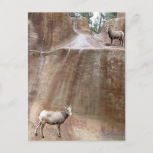 Big Horn Sheep Postkarte