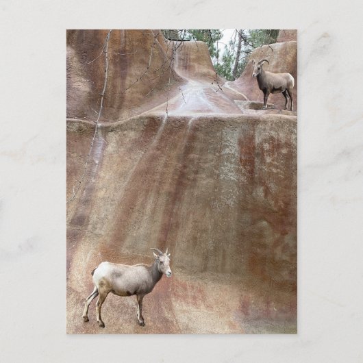 Big Horn Sheep Postkarte (Vorderseite)