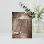 Big Horn Sheep Postkarte (Stehend Vorderseite)