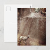 Big Horn Sheep Postkarte (Vorne/Hinten)