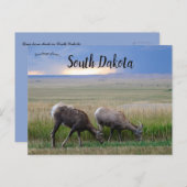 Big Horn Sheep South Dakota Postkarte (Vorne/Hinten)