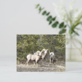 Big Horn Sheep Trio Postkarte (Stehend Vorderseite)